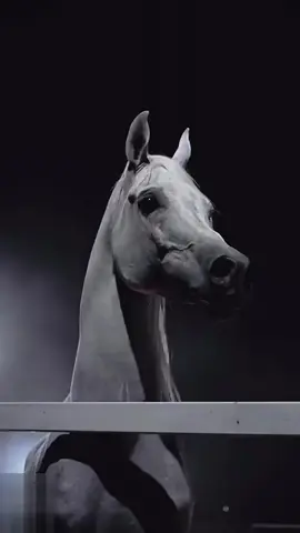 ابات اليل #ابات_اليل #capcutvelocityedits✅✅ #ليبيا_طرابلس_مصر_تونس_المغرب_الخليج🇱🇾❤🔥 #اكسبلورexplore #مجرد________ذووووووق🎶🎵💞،☹ 