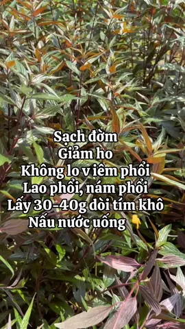 Dòi thân tím, khắc tinh lao phổi, nám phổi, thậm chí ug thư phổi #laophoi #namphoi #trangphoi #viemphoi #ungthuphoi 