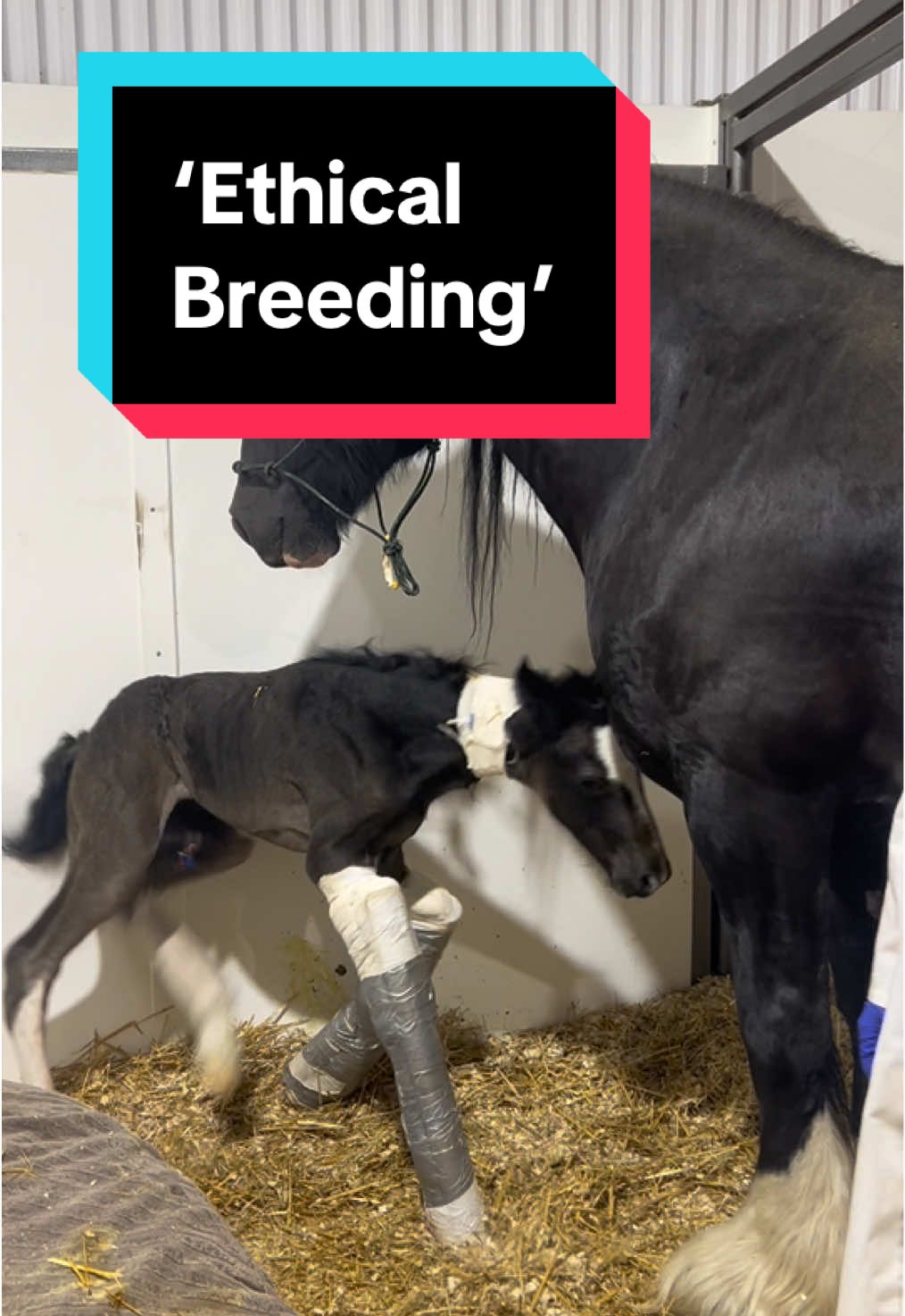 The number of times people have come at me for the choice we made to help Bambi fight for his life is 🤯  Before anyone jumps to conclusions - Bambi’s birth complications were not genetic. He was born with contracted tendons (a temporary condition that can occur from how foals position in the womb). He did have the additional complication of dummy foal syndrome which contributed to his challenges, but also is not genetic.  With splints, therapy, and round-the-clock care, he made a full recovery and now runs, plays, and grows like any other healthy colt. I fully believe in ethical, responsible breeding. Responsible breeding means responsible care, not disposal. ❤️‍🔥 #EthicalBreeding #ShireHorse #RareBreed #FoalRecovery #BambiTheFoal     
