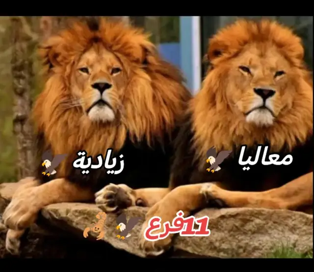 دار حامد عزي وفخري🦅🥷✨🥀#creatorsearchinsights #لايكات #الشعب_الصيني_ماله_حل😂😂 #creatorsearchinsights #creatorsearchinsights @مــاركه الحامدي Z,, S💔🌹 @ود العجᬼـ❤≛⃝وز9️⃣1️⃣9️⃣ @قمرالدين الهادي(الليزر) @ود الشــࢪيف الـZيادي 🇸🇩🦅 @♡ود صديق 🌀🥷🖇 