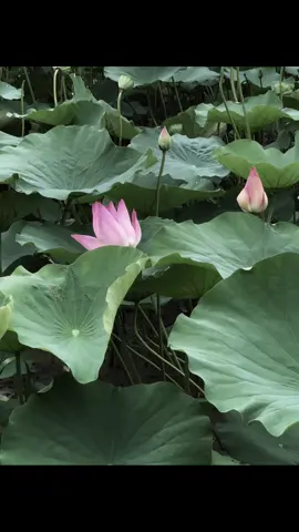 biết đâu..#chualanh #hoasen 