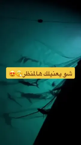 #خباط #جنعد #كنعد #kingfish 