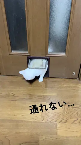 今日も今日とてあざらしさんを運ぶ猫 #猫 #cat #白猫 #猫の運び屋 #猫のぬい活