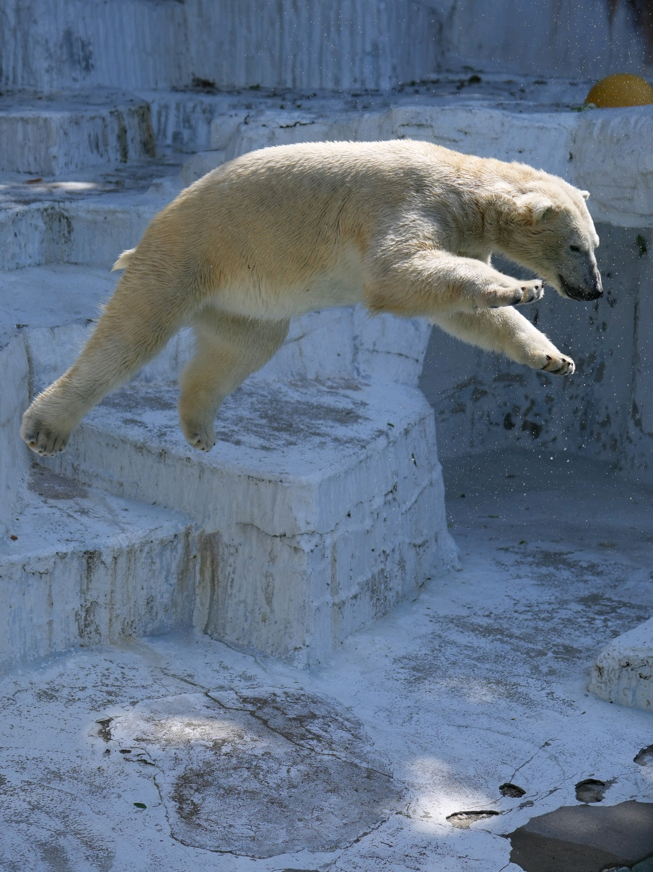 happened on stream yesterday LOL #forsakennoli #robloxforsaken #robloxclips #fyproblox #forsaken 