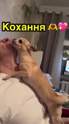 #kyivukraine #тікток #рекомендації #chihuahua #Gucci   