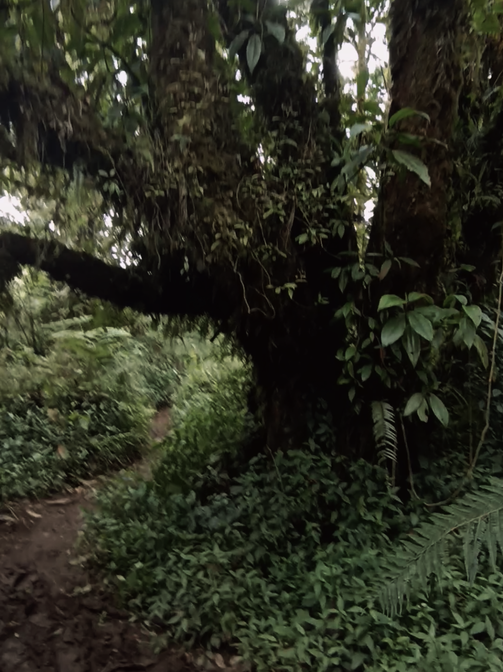 hutan lumut😍#jobolarangan2300mpdl #fyppppppppppppppppppppppp #pendakigunung #4u 