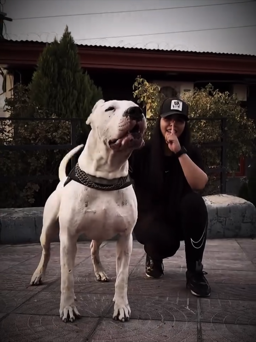 white monster🤍#dogo #dogoargentino🔥 #dogoargentino #dogoargentinopower 