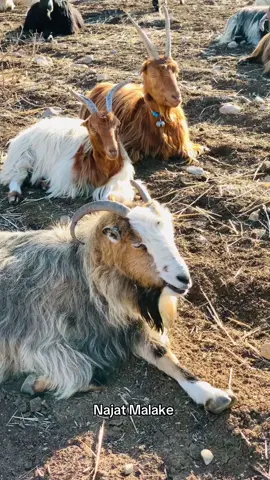 #Wink #شکارتە #shkarta #xoshnawaty #foryou 