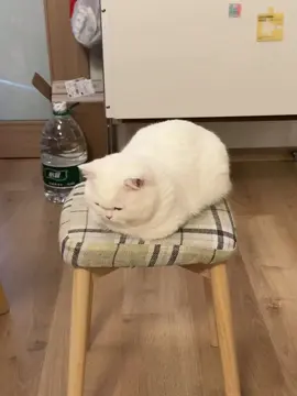 It predicted my every move. #cutepet #meow #catlover #whitecat #cat 