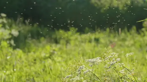 #nhenhang #binhyen #thiennhien #anyen #annhien 