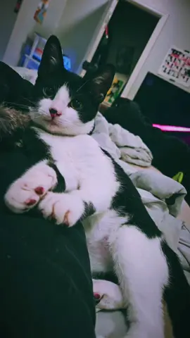 Henry the kitten #kittenlife #cat #kitten #kitensoftiktok #tuxetocatsoftiktok 