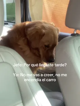 Quería venirse conmigo🥺 #fyp #goldenretriever #mibebe 