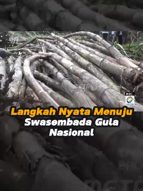 Pemerintah terus memperkuat sektor perkebunan tebu sebagai bagian dari strategi besar Swasembada Pangan dan Energi Nasional. Dari Merauke hingga seluruh pelosok negeri, petani bergerak bersama membangun kemandirian ekonomi berbasis produksi dalam negeri. #SwasembadaPangan #SwasembadaGula #VisiPresidenPrabowo #MeraukeBangkit #PapuaUntukIndonesia #GulaDariNegeriSendiri #IndonesiaMaju