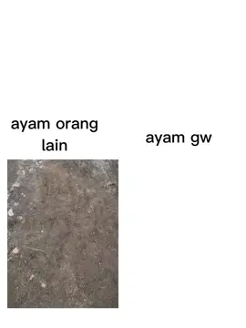 masih belajar 😅 #ayamsad #fyppppppppp #ayambangkok 