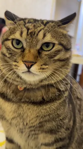 Jinjin and I are the best in the world.#fyp #jinjin #CatCare 