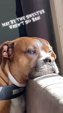 #Rescuedog #Love #crazyCash #Cash #boxer 