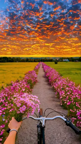 Sunset and flowers，I like both of them✨ #sunset #fyp 