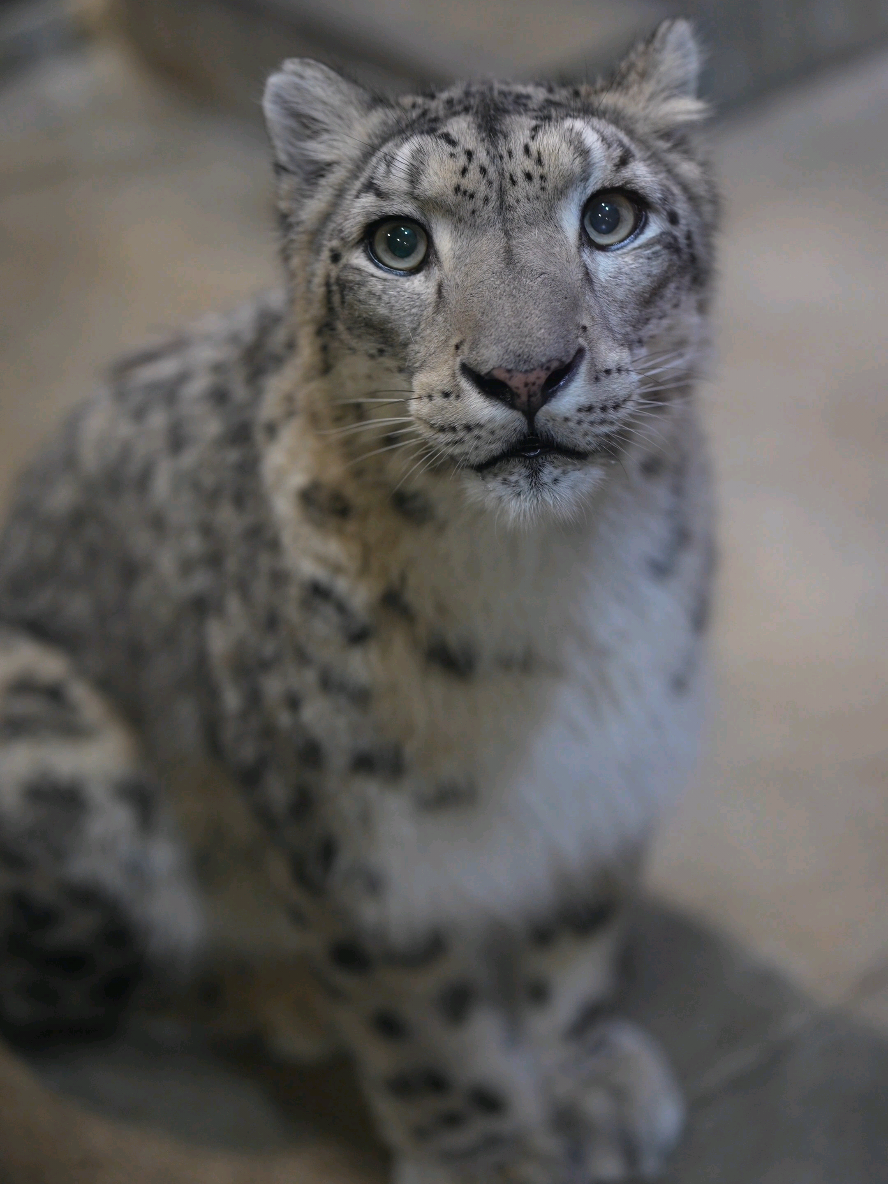 そんなに見つめられたら照れちゃう🫣💕 ⁡ ⁡#いしかわ動物園⁡ ⁡ #ユキヒョウ ⁡ ⁡ #ジーマ