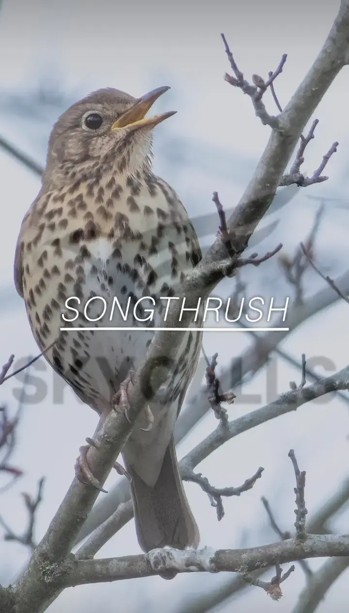 The Song Thrush — Turdus philomelos — is one of nature’s migration wonders. It travels thousands of kilometers between north and south, following invisible paths it knows by instinct. Along this long journey, it never lands randomly — it carefully chooses places of rest, safe and rich with food, where it regains its strength before moving on. It’s as if its heart knows the way — where to find peace, and where to begin again.