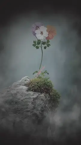 #السيد_علي_الطالقاني #fouryou #tiktok #capcut #اللهم_صل_وسلم_على_نبينا_محمد 