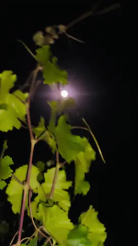 چاند کے پاس سب کچھ ہے ، بس کوئی اپنا نہیں🖤🙂 #fypシ #vibes #asthetic #nightview🌌 #tiktokpakistan 