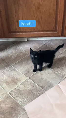 Since when is hash just for people the fact I got told no is ridiculous 😒🐈‍⬛#blackcat #breakfast #feedme #cattok 