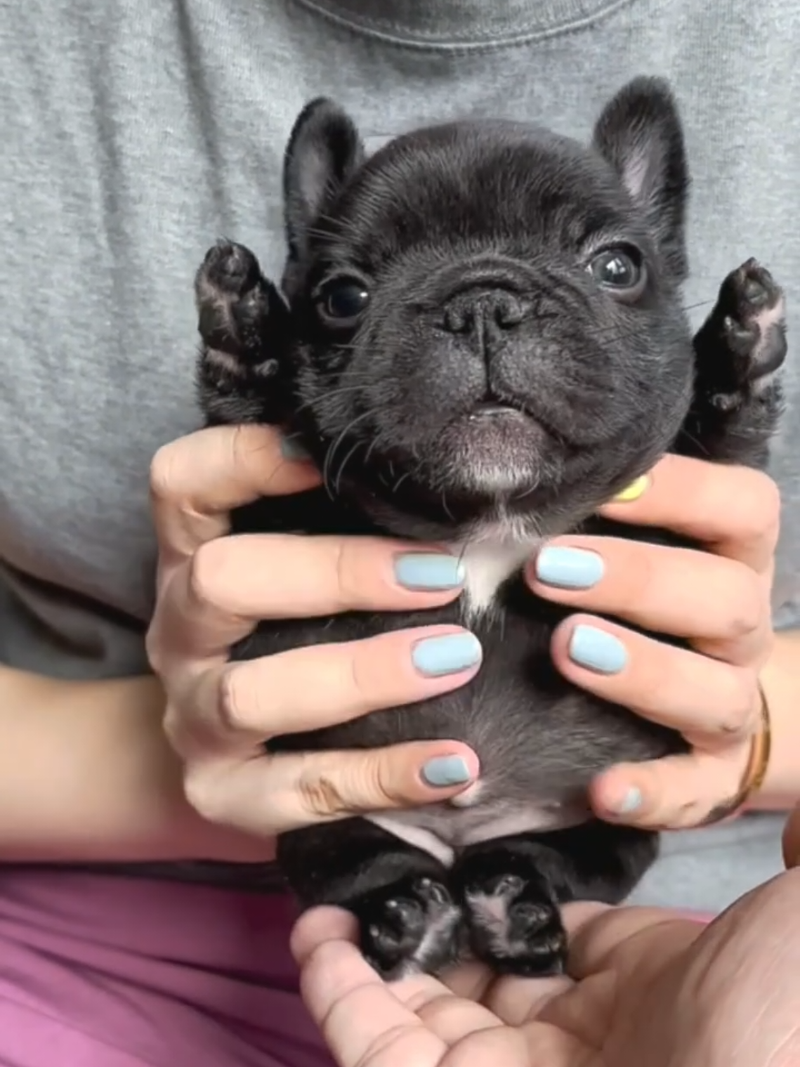 🕺🪩 #thepibblepost #pibble #gmail 