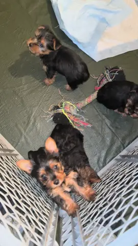 #yorkiesoftiktok #NYCPuppies #SmallDogBigHeart #fyb #TinyYorkie 