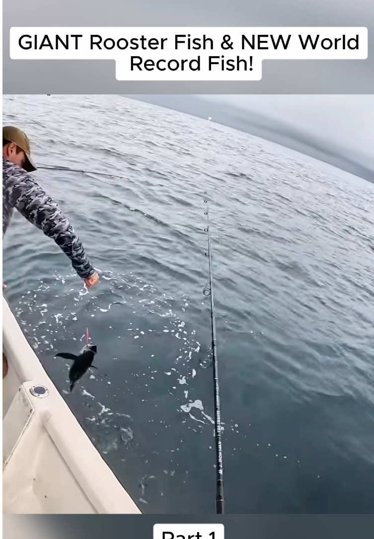 GIANT Rooster Fish & NEW World Record Fish! #kellyyoung #fish #fishing #virul #fypシ