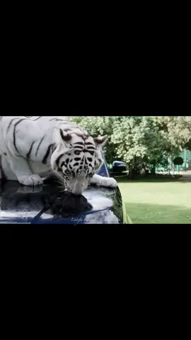 تصوير الشيخة لطيفة بنت راشد بن خليفة آل مكتوم ❤️#fazza #فزاع #محمد_بن_راشد 