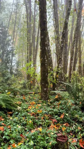 Rainy forest kind of day😌 #oregon #Outdoors #nature #rain #forest 