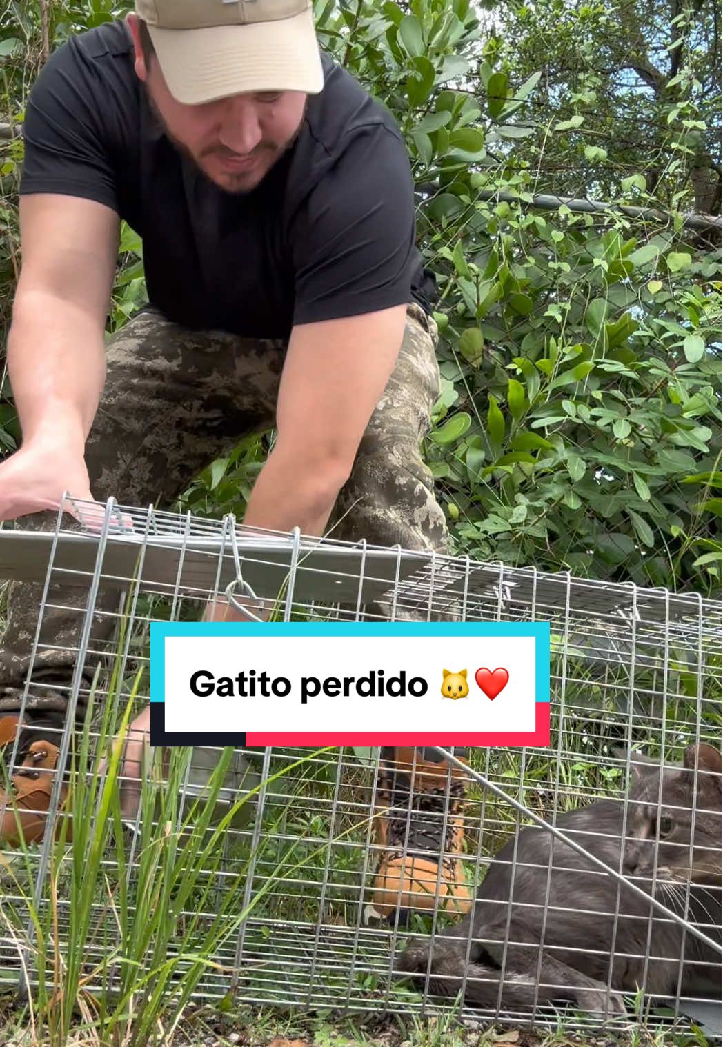 Respuesta a @Guest_fot  Buscando a nuestro gato perdido 🐱❤️ @antoniaboterob 