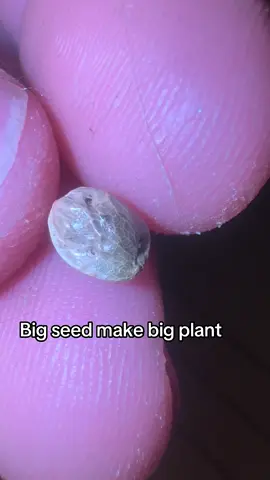 Big seeds make bigger plants! That’s why we have spent so much time breeding for larger; more vigorous growth in our plants! It all started with some high quality landrace genetics! #bigseed #landrace #nongmo 