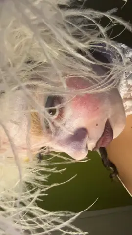 My take on Marie Antoinette 🥺🩶 #halloween2025 #halloween #marieantoinette #sophiacoppola 