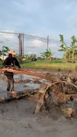 tukule rejeki soko ngupoyo lan nyuwun kaleh gusti🤲🏻 #petanimuda #petaniindonesia🇮🇩🇮🇩🇮🇩🌿🌿 #petanipadi #traktorsawah #petaniabizz 