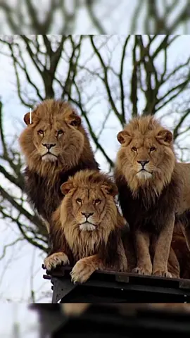 (Part²)Miya Zaxay😂😭😭#landers #viewsproblem #somalilandtiktok💚🤍❤#jerry  #creatorsearchinsigh 