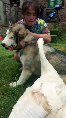 punya binatang peliharaan tapi mrk sering bertengkar si anjing dogi dan bebek angsa 😅😅😅 #story #videolucu #dog #angsa #viraltiktok 