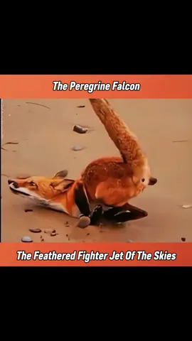 The feathered fighter jet of the skies. #fyp 