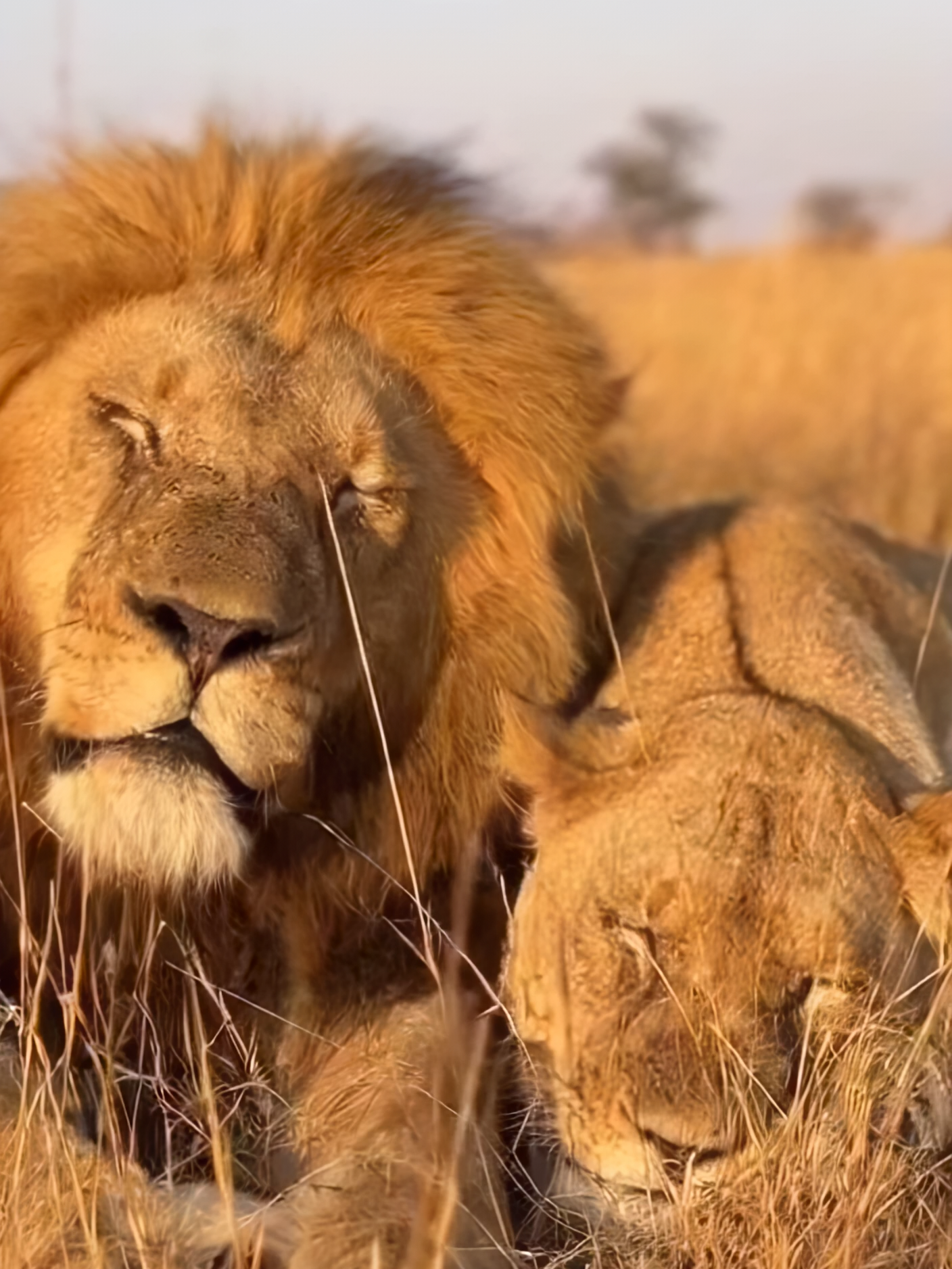 When the Lion Snores Too Loud