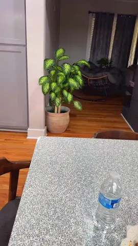 #vidadiaria #sarcasmo #humorlatino #gatostiktok #gatosviral 