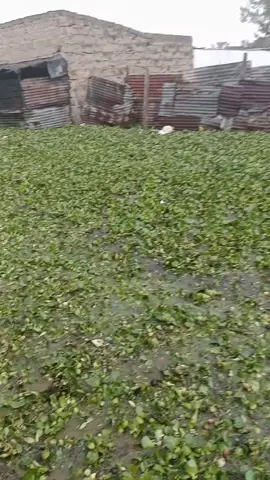 lord have mercy.... kihoto naivasha