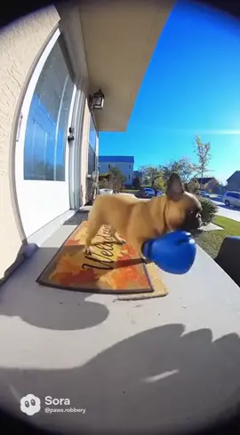 🥊 Frenchie said “I’ve had enough of your 5AM alarms, bro.” 😂 #frenchie #funnydog #roostervsfrenchie #dogtok #animaldrama 