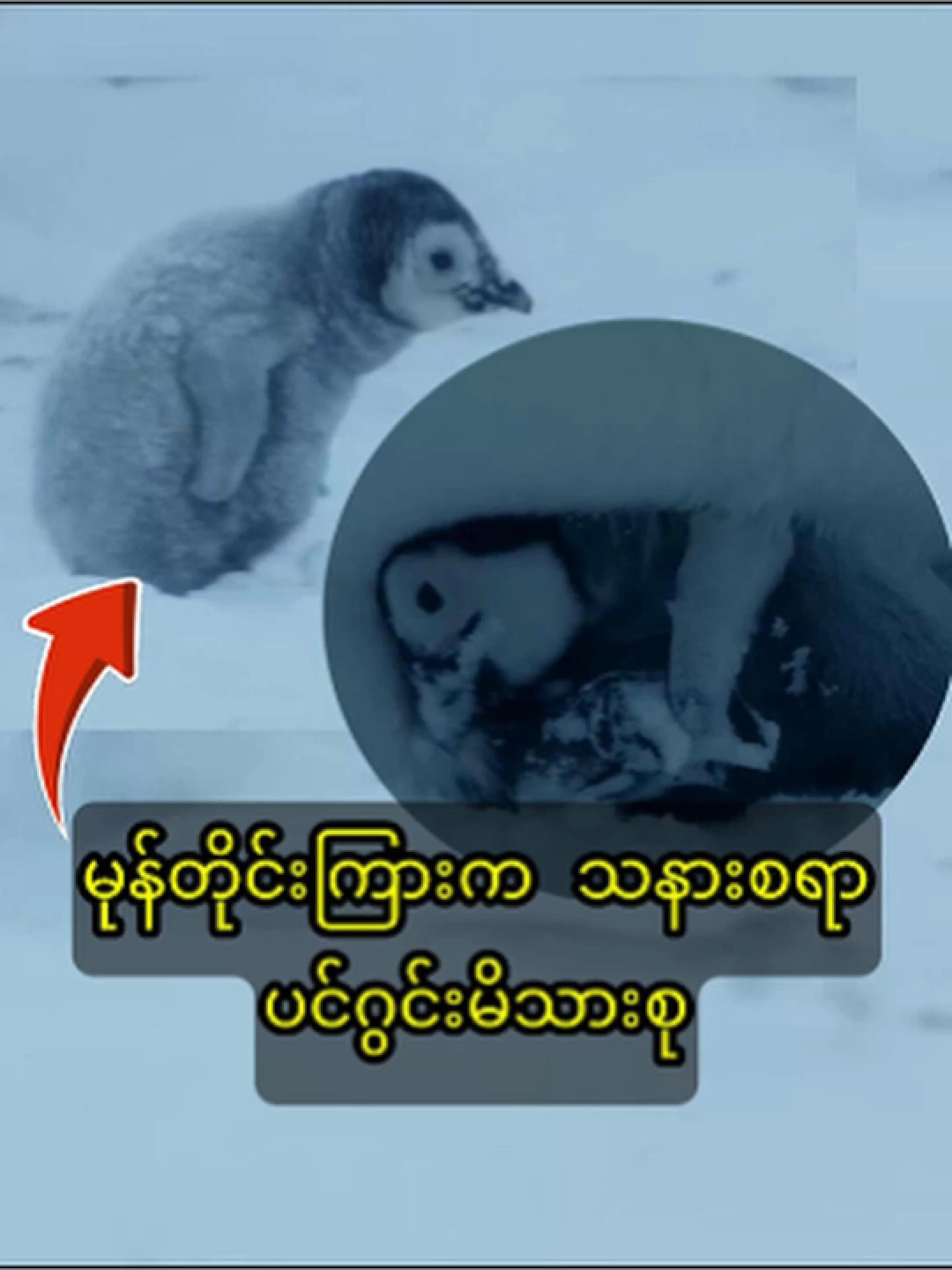Freezing Penguin Chick  အေးခဲသွားတော့မယ့် ပင်ဂွင်းပေါက်လေး #documentary #animal #naturepixel05