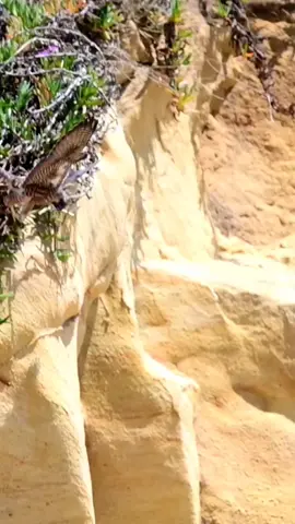 #explore #اكسبلور#هدد #شاهين#لايكات 