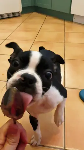 Lick, lick, lick 👅 🫰🏻🫰🏻🫰🏻#maplerosetheboston #bostonterrier #bostonterrierpuppy #adamsfamily 