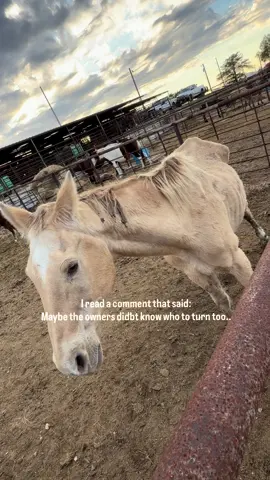 I read a comment that said.. maybe they just didn’t know who to turn to.. Maybe they didn’t. But now — he needs US. This Palomino gelding stood quietly last night as the sun went down… ribs showing, eyes empty. You could feel it — the kind of sadness that comes from being forgotten. He deserves more than this. THEY ALL DO. We’re still fighting to get the funds raised for the 9 horses on our list before the auction starts in 2 hours. Every share, every comment, every person who helps spread awareness matters. If you’re seeing this, it means you were meant to. Let’s get him — and the others — out of this pipeline.