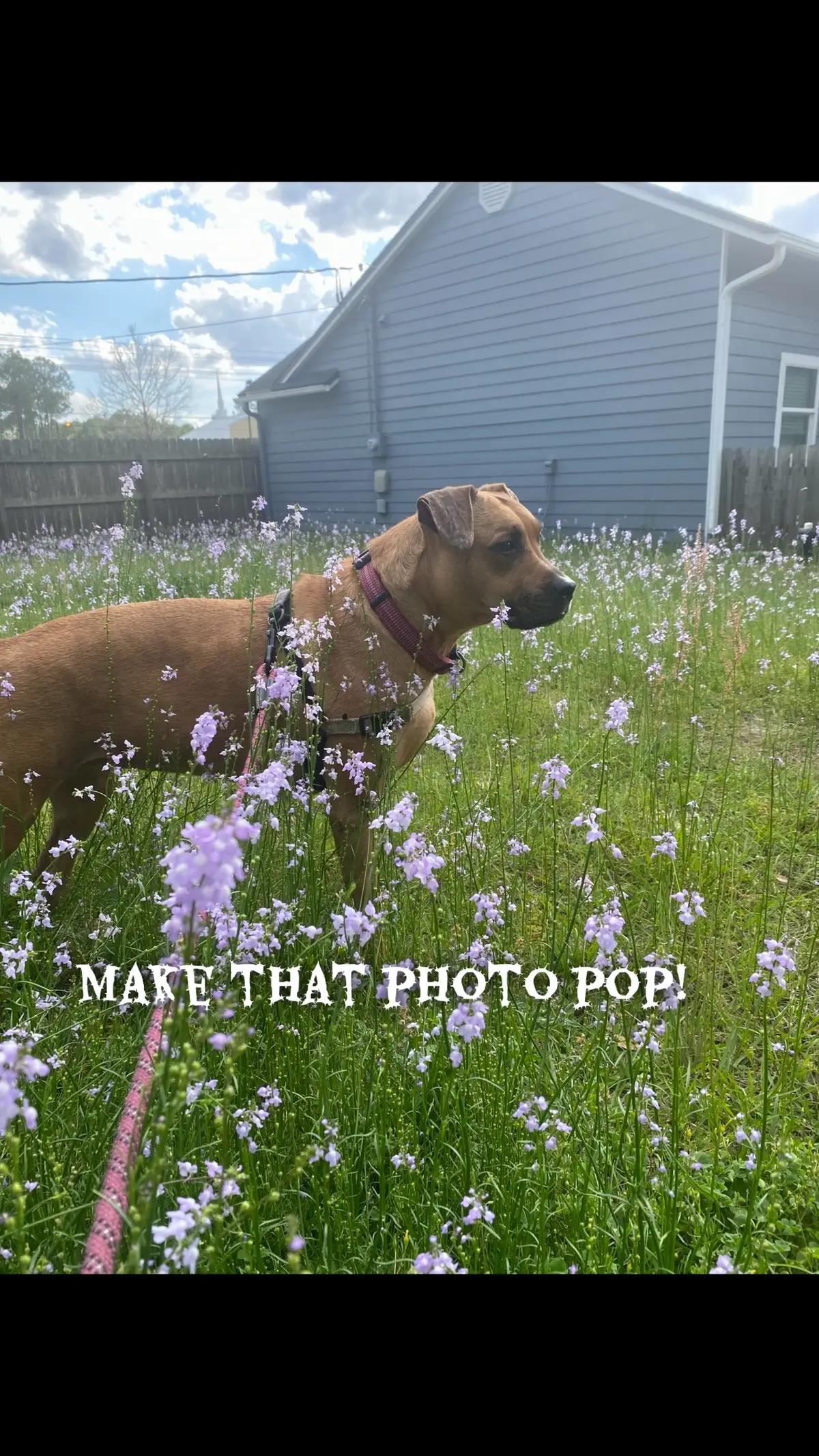 Make your photos stand out with this! #fyp #ttshop #filters 