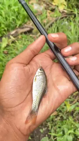 microfishing mbot #microfishing#microfishingjogja 