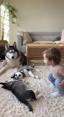 Toddler Says ‘Pew!’ — Huskies Play Dead Instantly! 😂🐶 Cutest Thing Ever!”#HuskyPuppies #FunnyDogs #ToddlerAndDogs #CuteBaby #DogTricks #ViralShorts