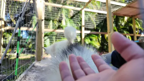 When Scout wants all the attention #fox #fyp #animals #foxes #marblefox 